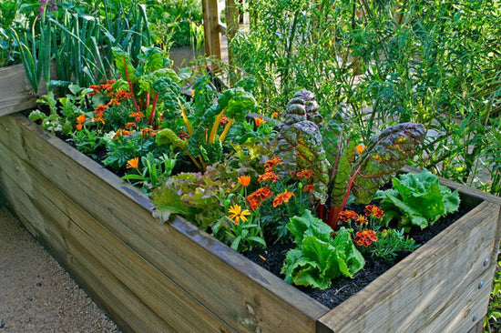 chard, Marigolds and other companion plants growing