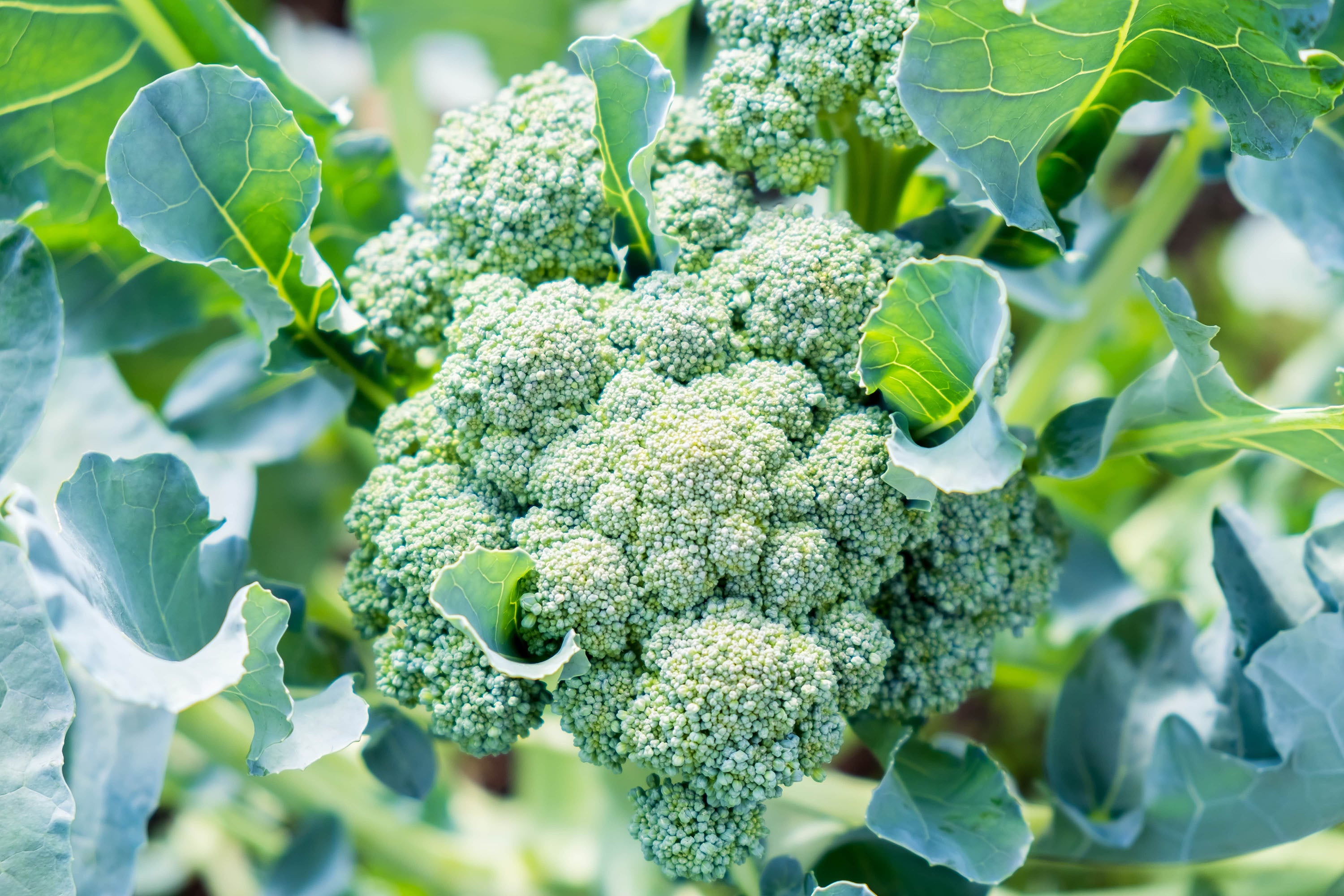 Image of Broccoli vegetable to grow in late summer