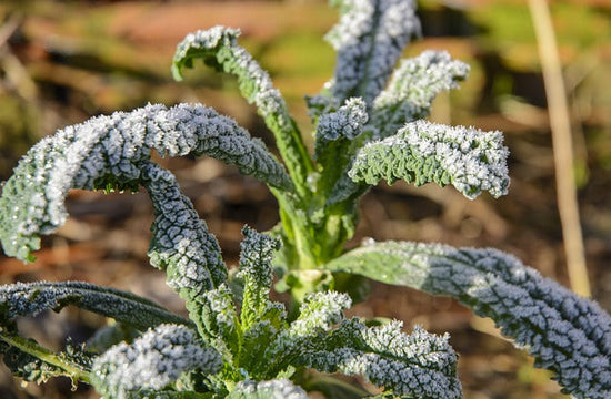 Leafy green vegetable covered with frost