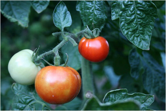 Tomatoes on vine with disease