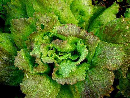 Close up of leafy green lettuce