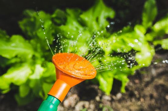 Watering Can