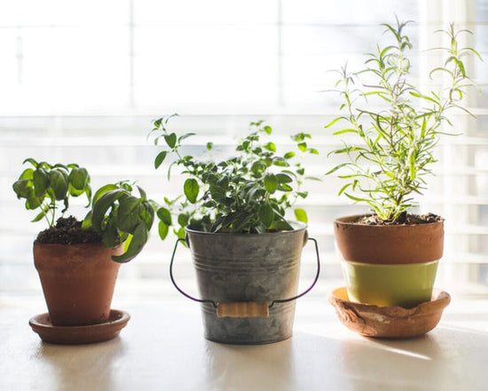 Pots of herbs growing indoors