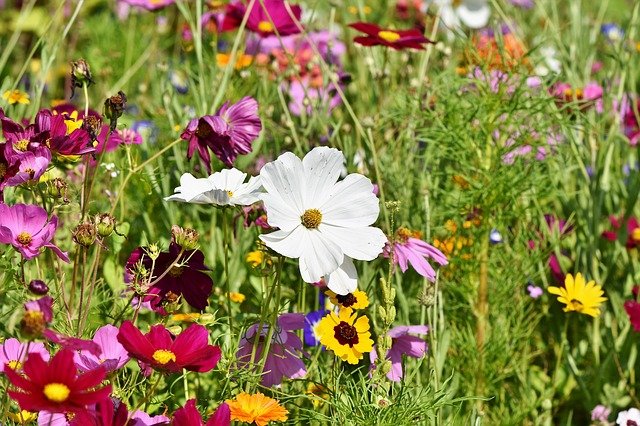 8 Easy Flowers to Grow from Seed in 2023