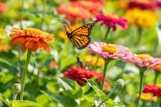 sunflowers for pollinators