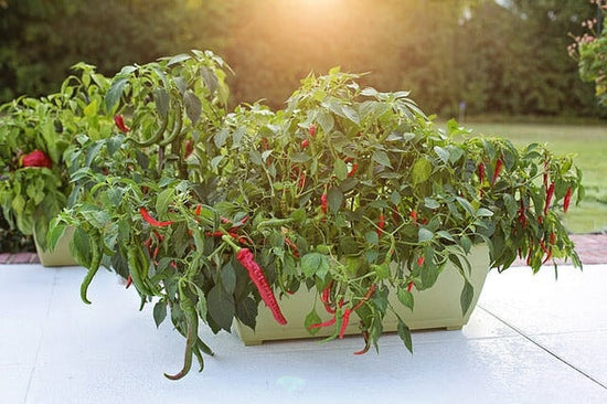 hot pepper plant growing in container