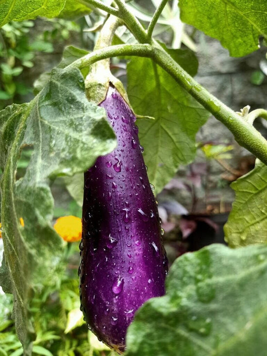 eggplant growing on vine