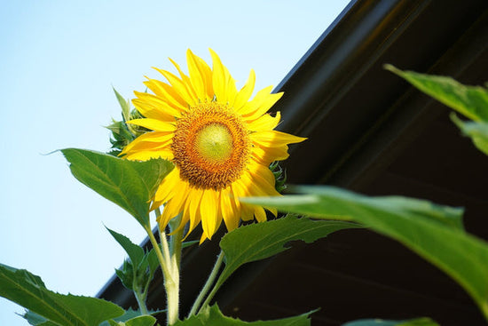 mammoth sunflower above roof