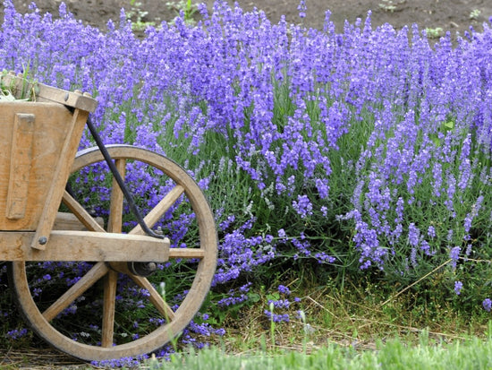 lavender bushes with rustic wagon