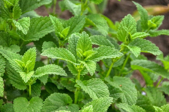 lemon balm growing outside