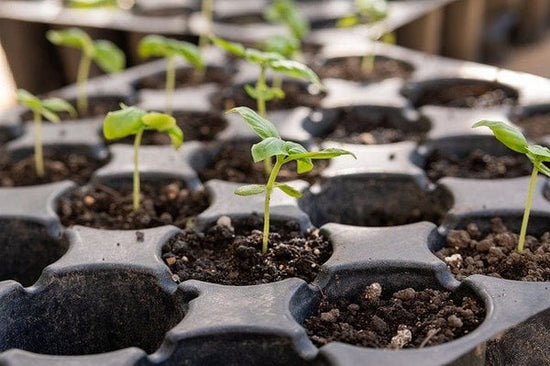 Seedlings indoors