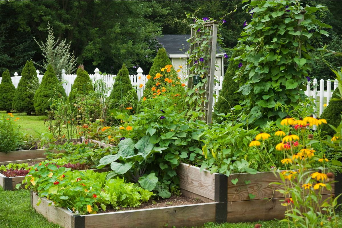 lush garden with raised beds white picket fence