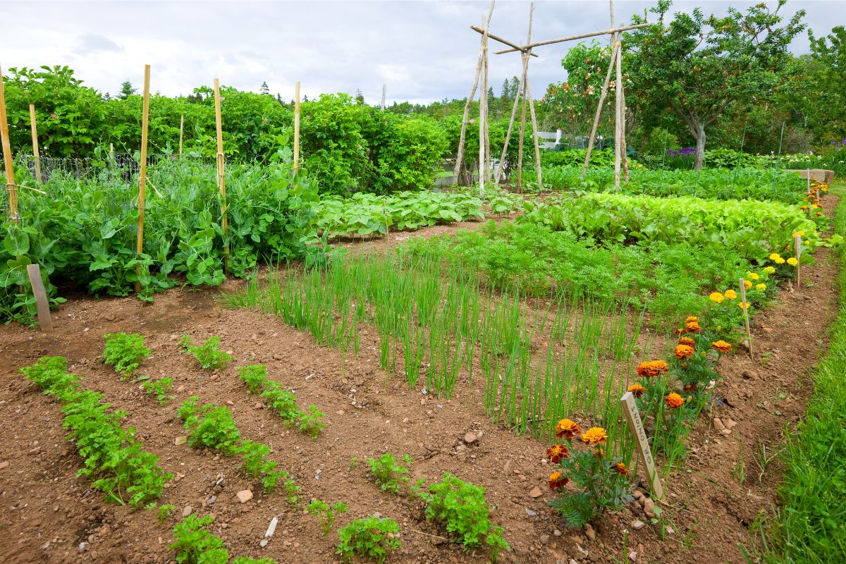 Temperate Climate Permaculture: Plant Hardiness Zones Maps for the World