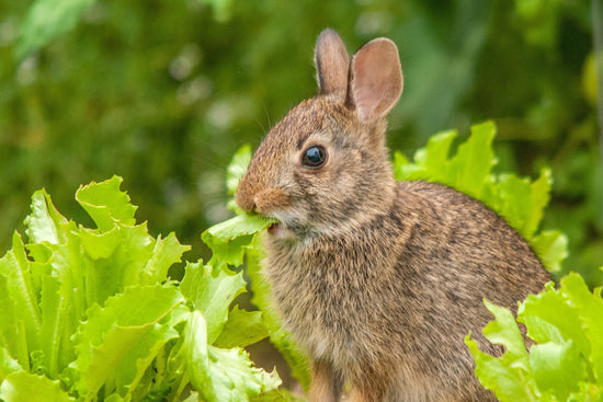 rabbit eating lettuce in garden