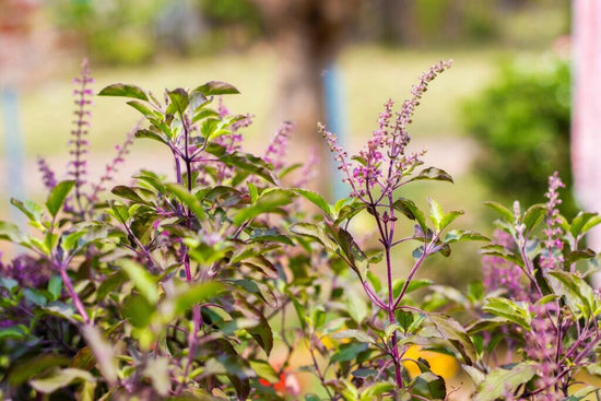 holy basil growing in garden