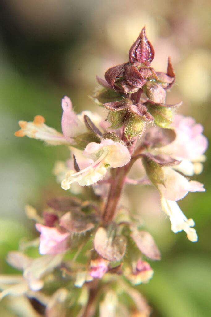 Learn How to Grow Holy Basil and Make a Beneficial Tea Sow Right