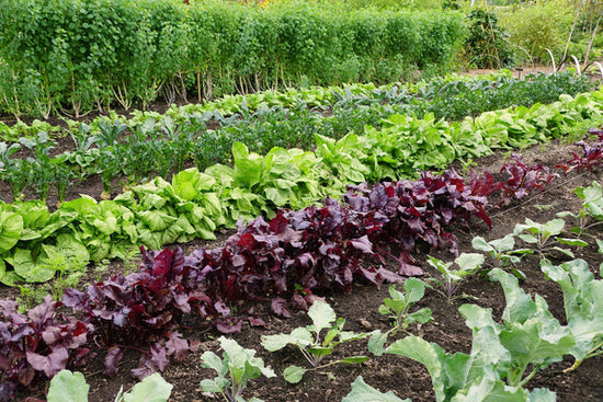 rows of garden vegetables