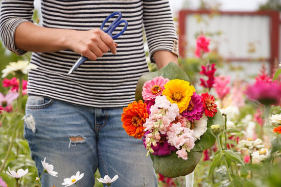 gardener cutting fresh flowers