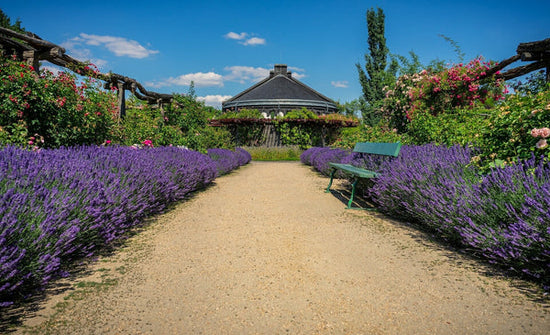 lavender lined pathway