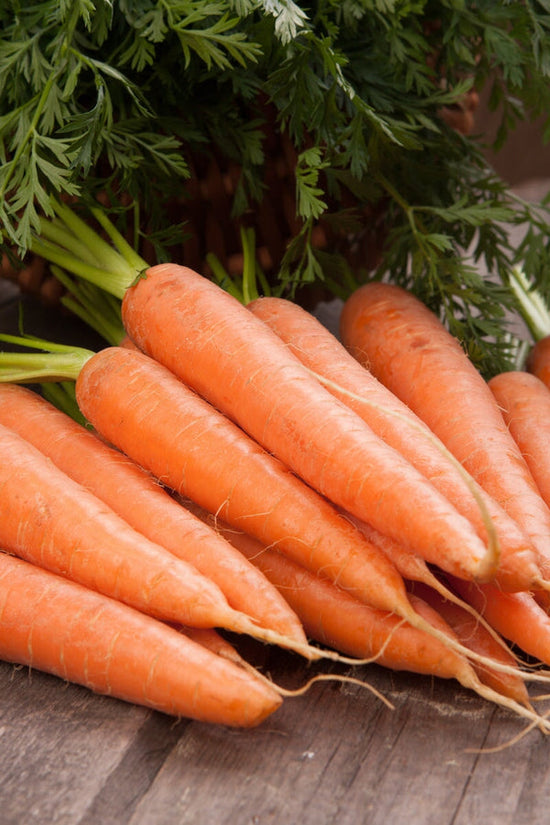 fresh garden carrots