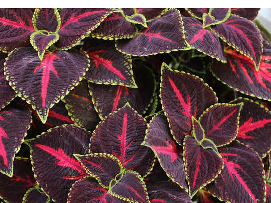 burgundy and bright pink coleus