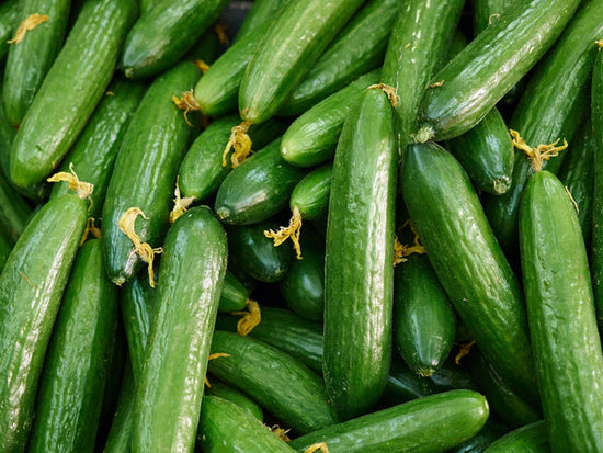 cucumbers harvested