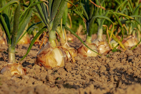yellow onions growing in ground
