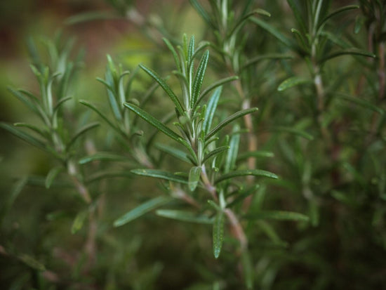 closeup of rosemary herb