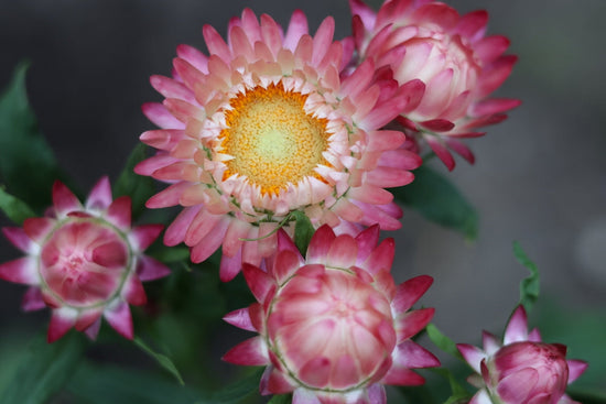 pink strawflowers with yellow center