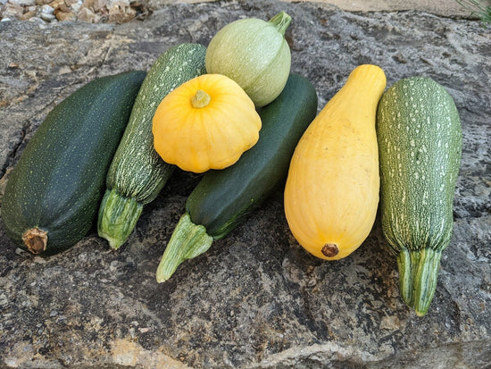 harvested zucchini and summer squash