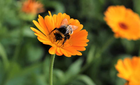 bumble bee resting on bright orange flower