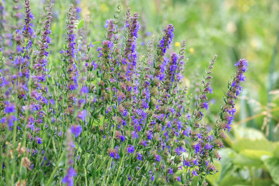 hyssop herb growing outside