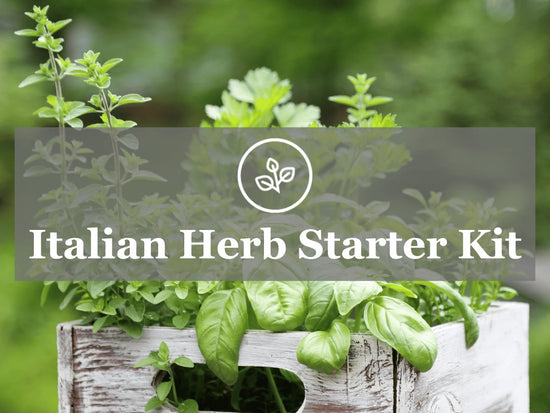 Italian Herb starter kit
