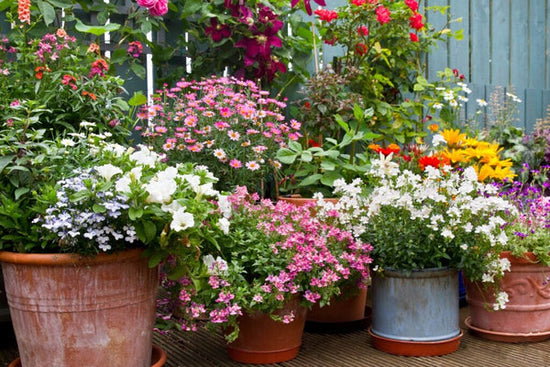 containers with flowers