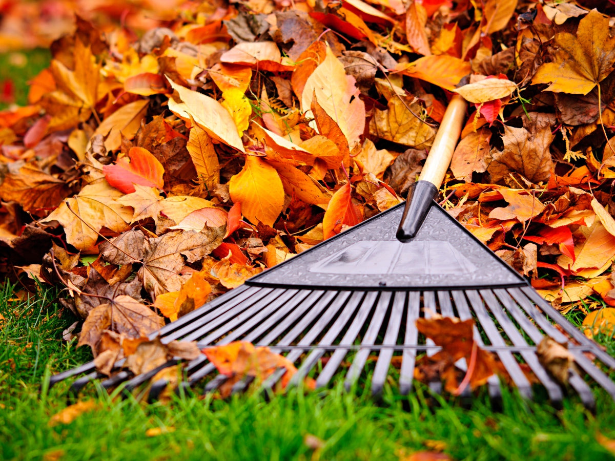 Stepping vs. Jumping On A Rake