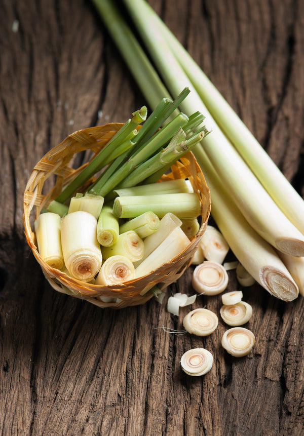 How to Grow Lemongrass: 4 Vital Tips to Successfully Start Lemongrass ...