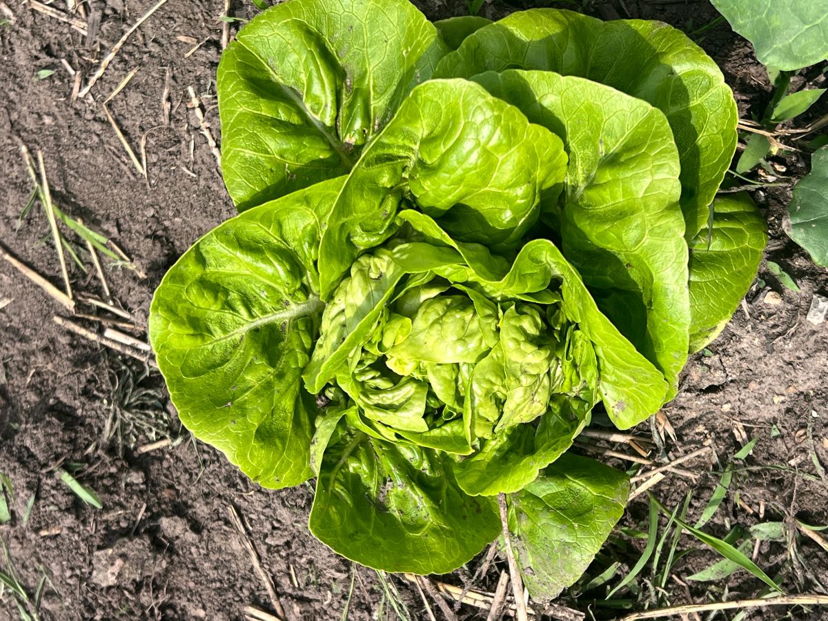 How to Grow Little Gem Lettuce from Seed 