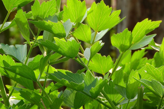 lovage growing outside