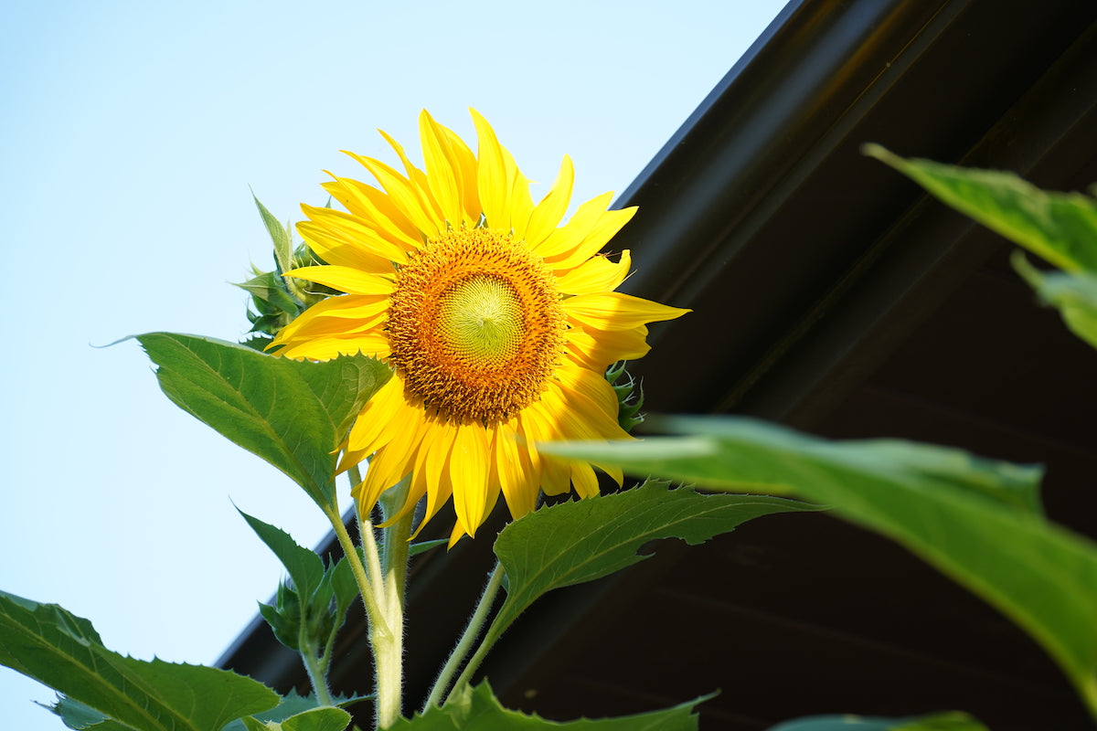 Window Garden Mammoth Sunflower Grow Kit