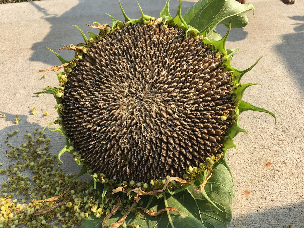 Sunflower Seeds - Mammoth Grey-Stripe, Flower Seeds in Packets & Bulk
