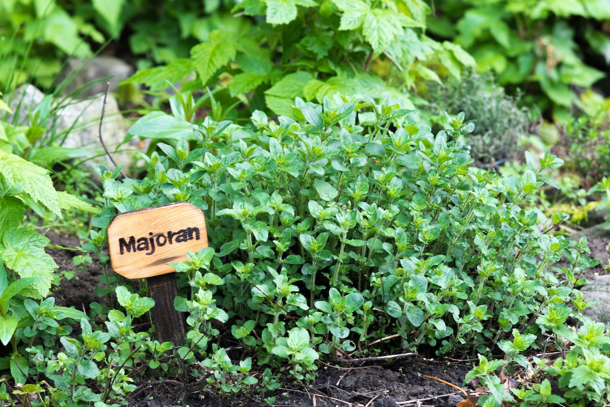 Learn How to Grow Marjoram The Secret Ingredient Herb Sow Right Seeds