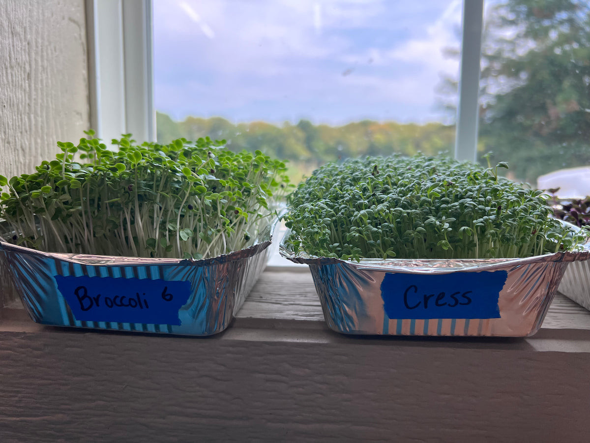 How to Grow Cress Microgreens Fast and Easy 