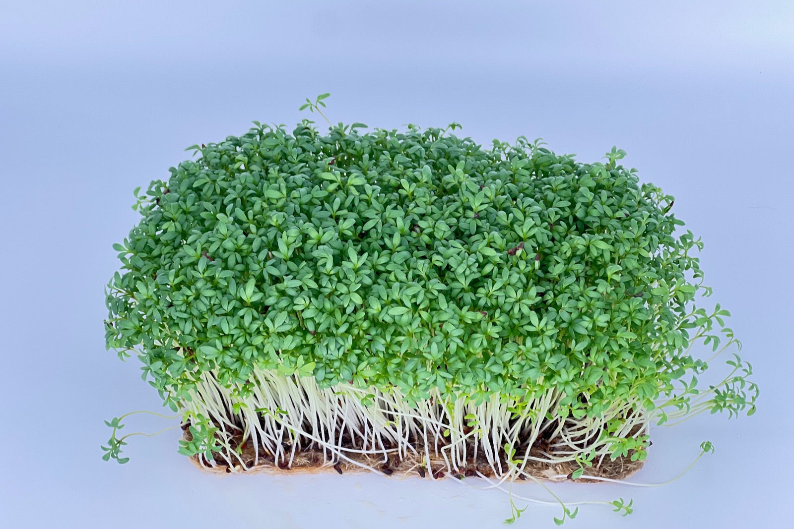 Cress Seeds, Shop 4 Varieties