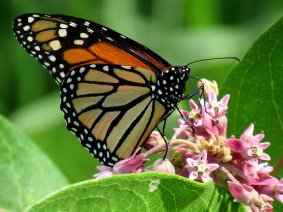 Closeup of monarch butterfly on pink milkweed flowers