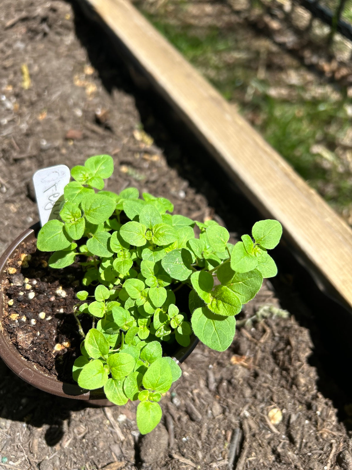 oregano sprouts