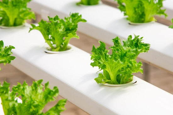 lettuce growing in hydroponic system