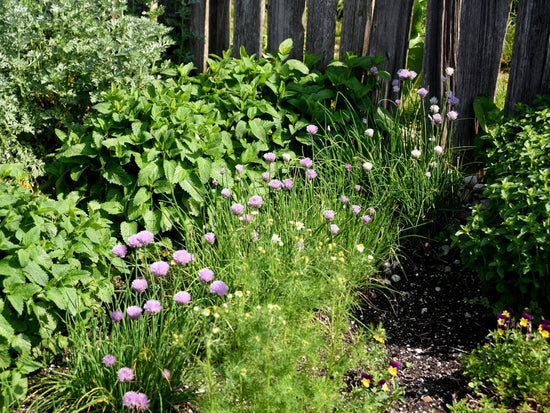 perennial herbs growing in garden