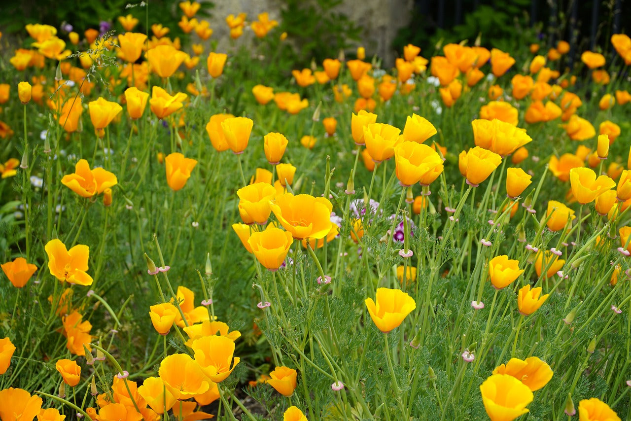 Beautiful Poppy in Fields Near Our Home