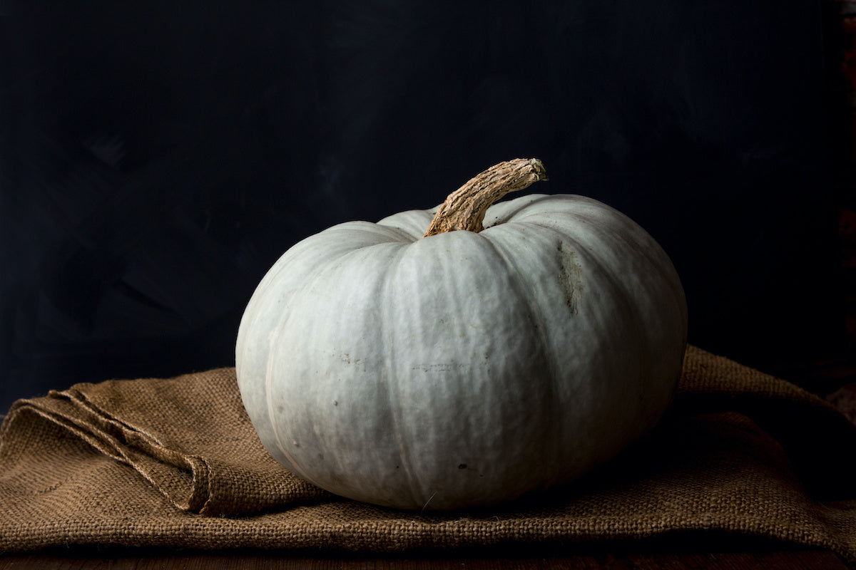 black pumpkin variety