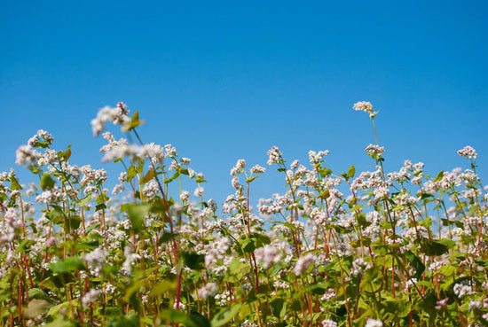 Flowering buckwheat cover crop with blue sky